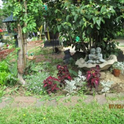 tree with coleus growing underneath