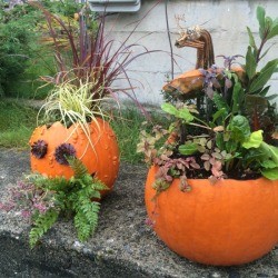 Pumpkin Planters