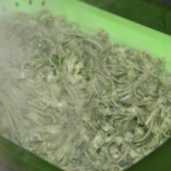 Spinach Pasta Noodles