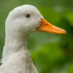 Pekin Ducks Photos