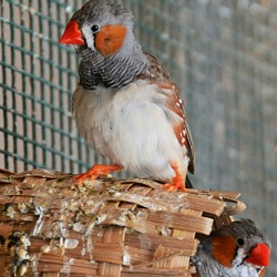 My Finch Laid Eggs