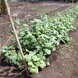 Easy Way To String Tomatoes, Cucumbers, or Green Beans