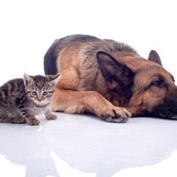 kitten next to German Shepherd