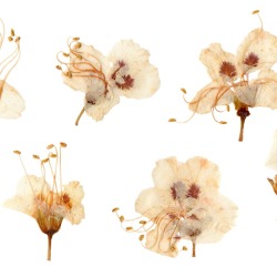 Pressed plum blossoms