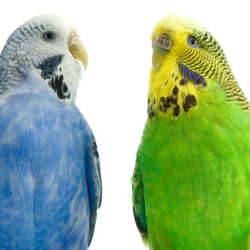 Two budgies (parakeets). One is blue and white; the other is green and yellow