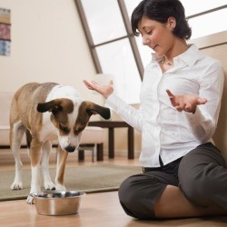 Dog stairs at dog food bowl while woman sits beside him with her hands raised while shrugging her shoulders 