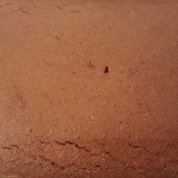 Fudgy Whole Wheat Pumpkin Cake Brownies - baked brownies