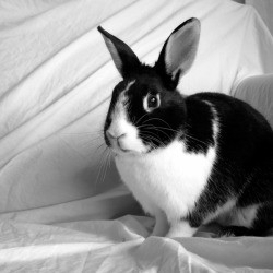 Black and white dutch rabbit against a while sheet background