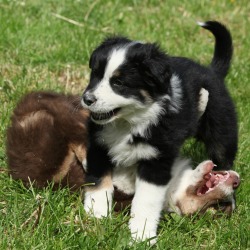 Two border collie type puppies playing in the grass. One puppies is on it's back while the other stands over it.