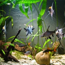 Close up of freshwater aquarium with plants and several kinds of fish including angle fish and red tail sharks