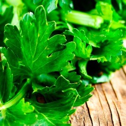 Uses for Celery Leaves