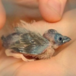 baby bird