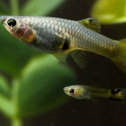 Adult and juvenile guppy with aquatic plants against black background