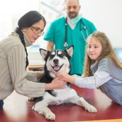 Mother and daughter comforting a young smiling husky as vet looks on