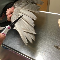 Clipping a Duck's Wings