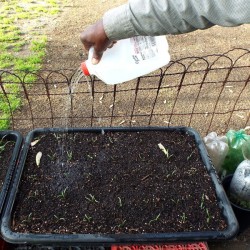 person watering seedlings