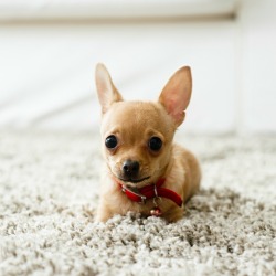 A chihuahua on a white carpet.