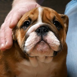 Sad looking english bulldog with owners hand petting him