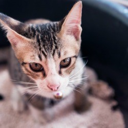 Sick kitten looking up from inside litterbox