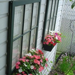 windows with flower boxes