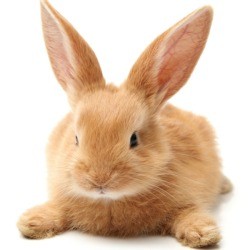 Super cute orange rabbit laying on tummy on white background