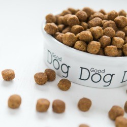 Close of up dog food bowl with 