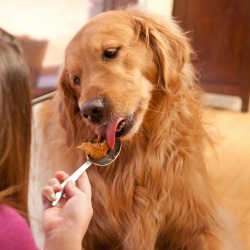 Golden Retriever licking peanut butter off of a spoon