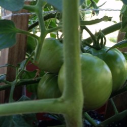 Planting Tomatoes