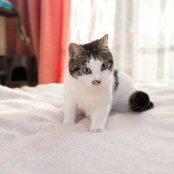 Cat on a white bed with a window in the background