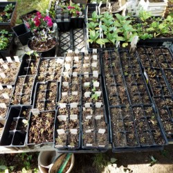 June Is Plant Rooting Month
