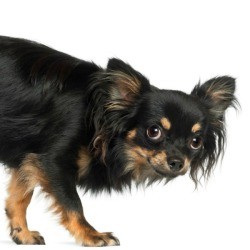 Scared Chihuahua against a white background