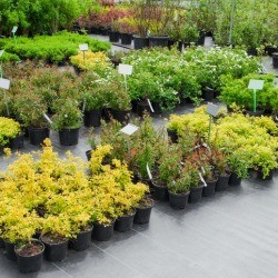 Garden Center with plants clearly labelled