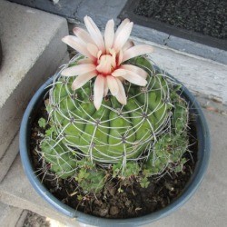 pink blossom on cactus with multiple babies around base of plant