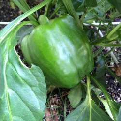 green bell pepper