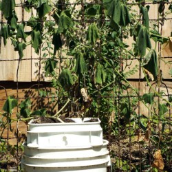 droopy vine growing in 5 gallon bucket