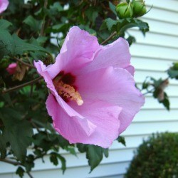 Rose of Sharon bloom against the side of a house