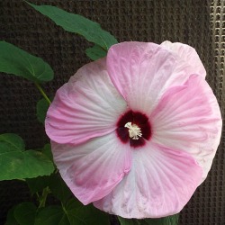 Hibiscus Swirl Blossom