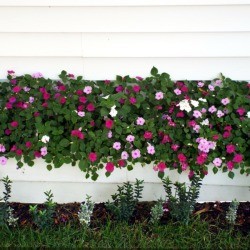 multitude of impatiens 