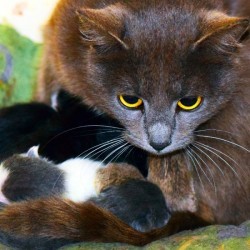 Website for ASPCA Mobile Spay and Neuter Clinic