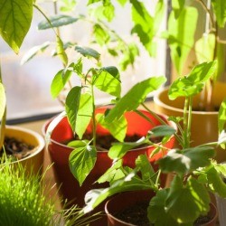 House Plants