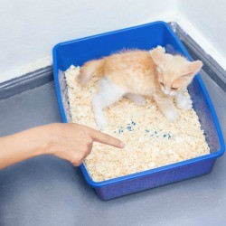 Finger pointing at kitten in litter box