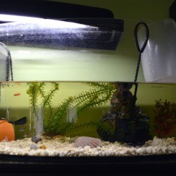 Aquarium in the middle of a water change