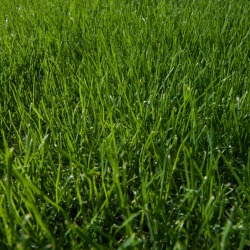 Growing Green and Healthy Grass
