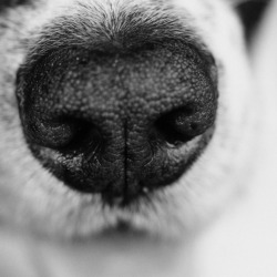 Warning About Pets Eating Gorilla Glue