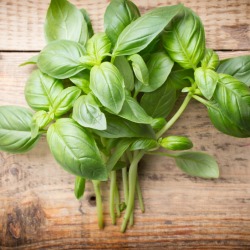 Basil Chicken Salad