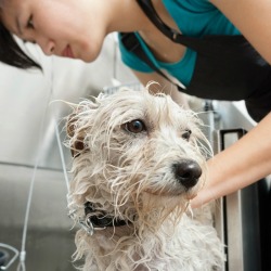 Woman giving a white dog a bath