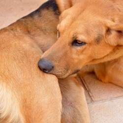 Giving Pets Vinegar for Fleas