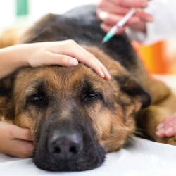 My Dog is Sick After Getting a Parvo/Distemper Shot