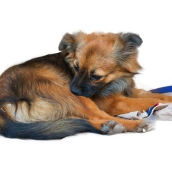 Dog biting at his skin