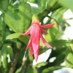 Blooming Schlumbergera (Christmas Cactus) Photos
